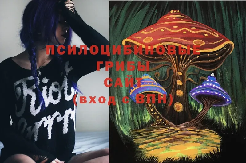 Галлюциногенные грибы Psilocybe  Вихоревка 